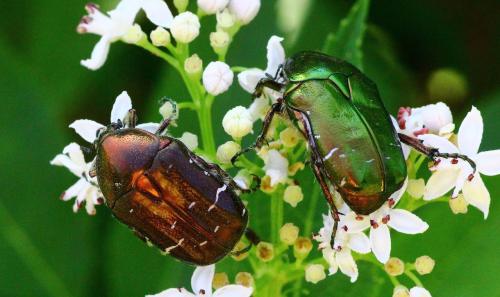 Réf. 197 526 : Cetonia aurata
